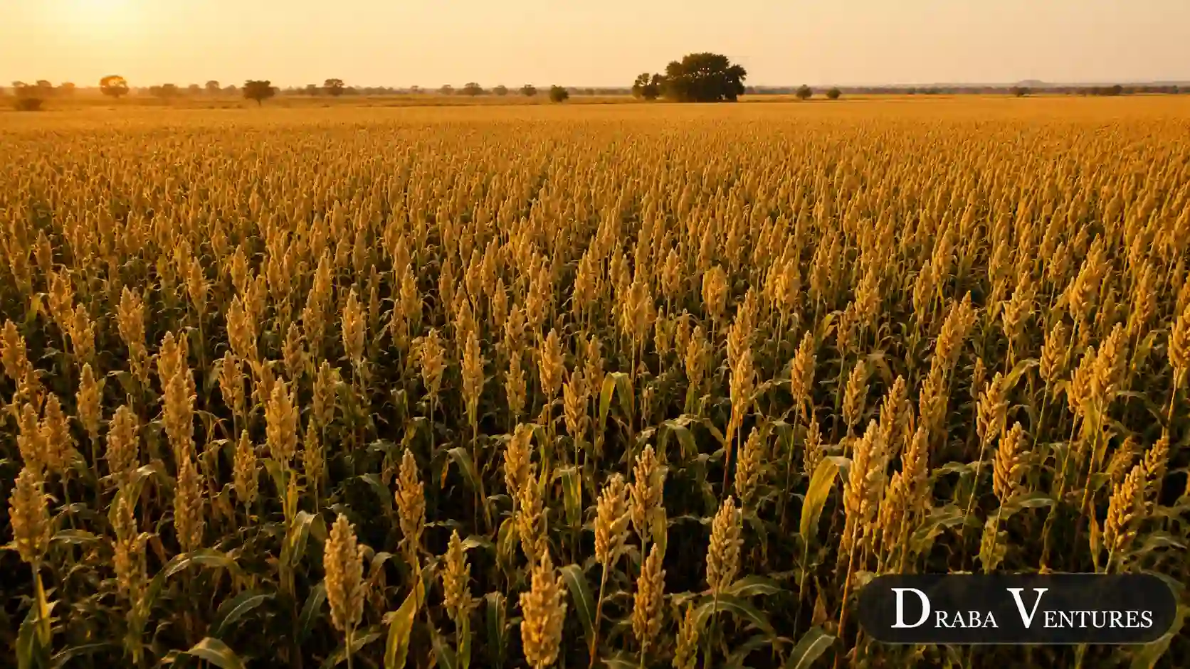 Sorghum Export from India: Complete Buyer Guide 2026