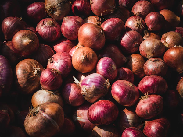 Fresh Indian Onions Export